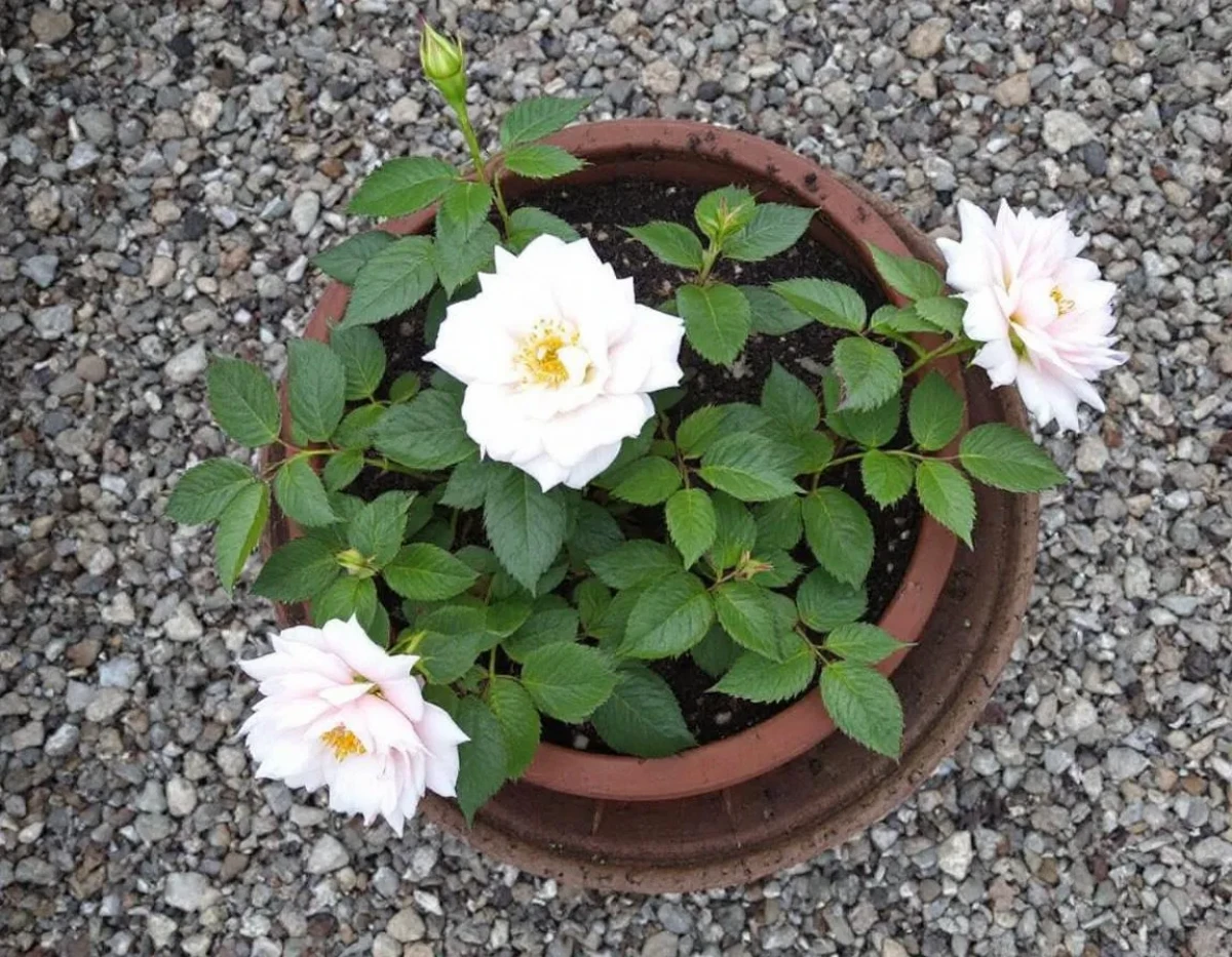 Bouturage de rosiers : La méthode simple et économique pour multiplier vos plants à l'infini